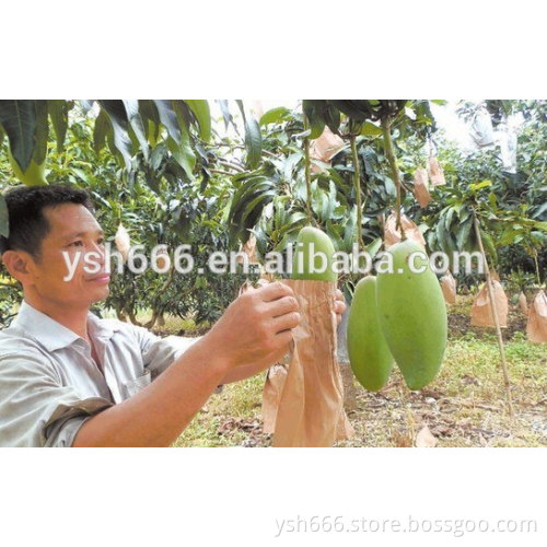 fruit protection paper bag mango